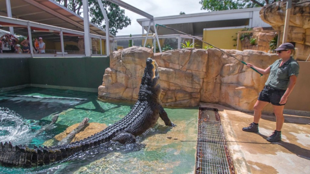 Crocosaurus Cove feeding crocodiles