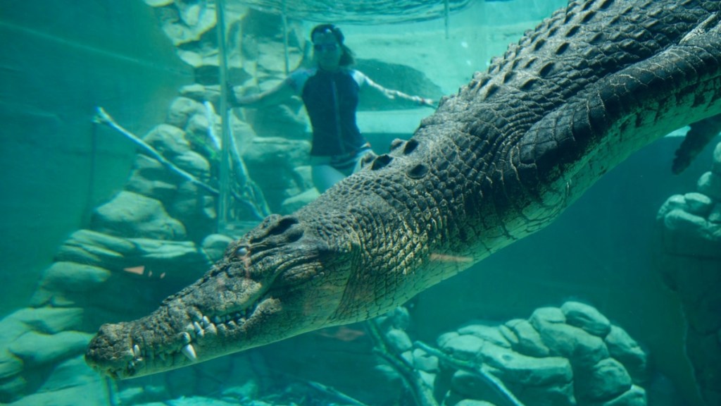 Cage of Death Crocosaurus Cove