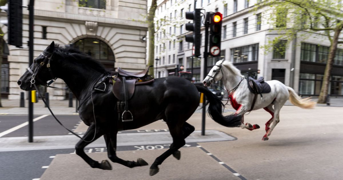 Horses Run Amok In Central London, Four Injured