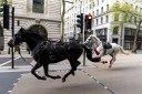 Top videos: Bear in a chair, horses cut loose