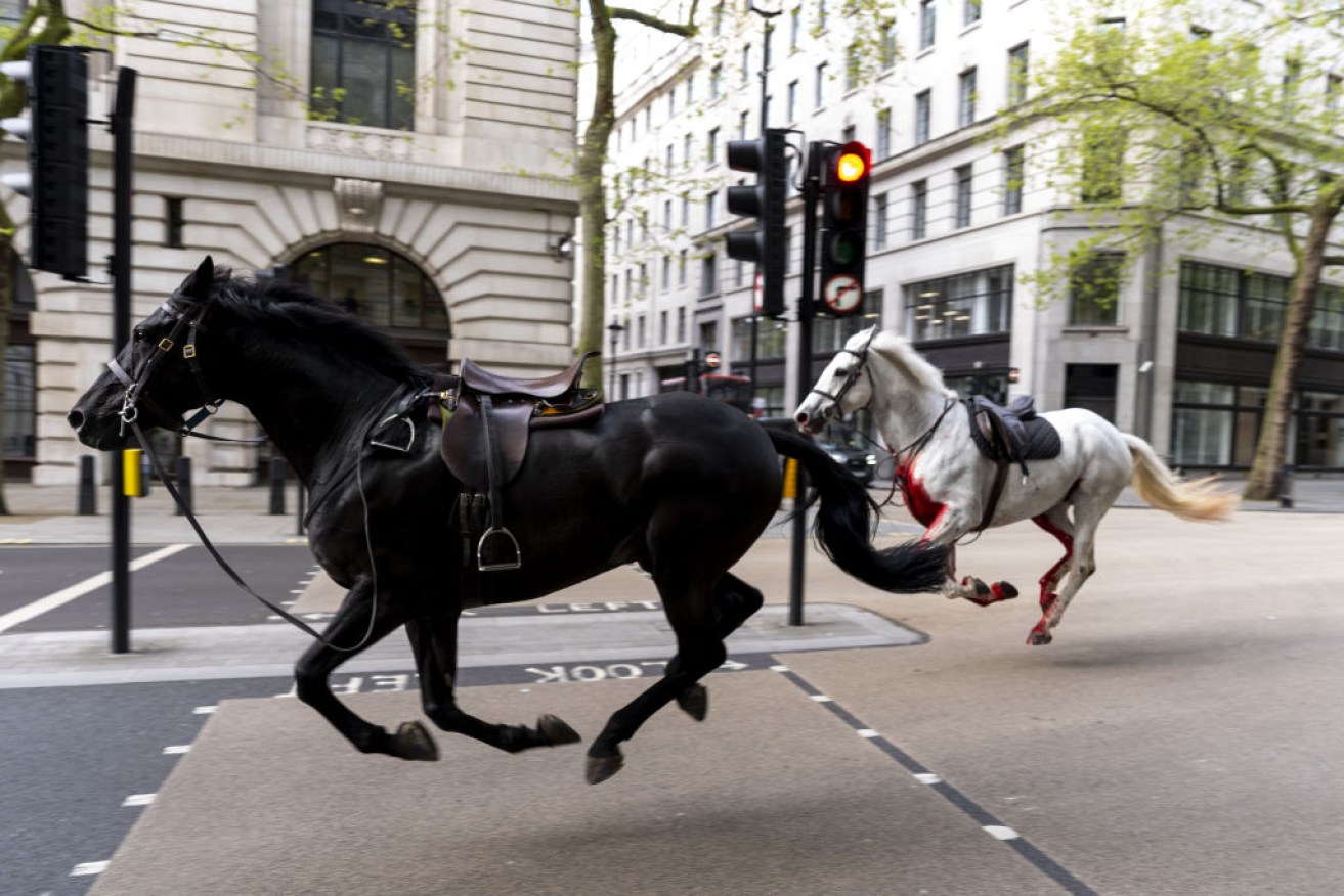 Soldiers and horses were injured in London after the horses were spooked by construction noises.