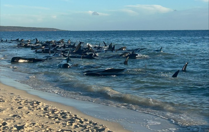 Twenty-six whales dead after mass stranding