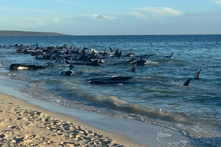 Twenty six whales dead after mass stranding