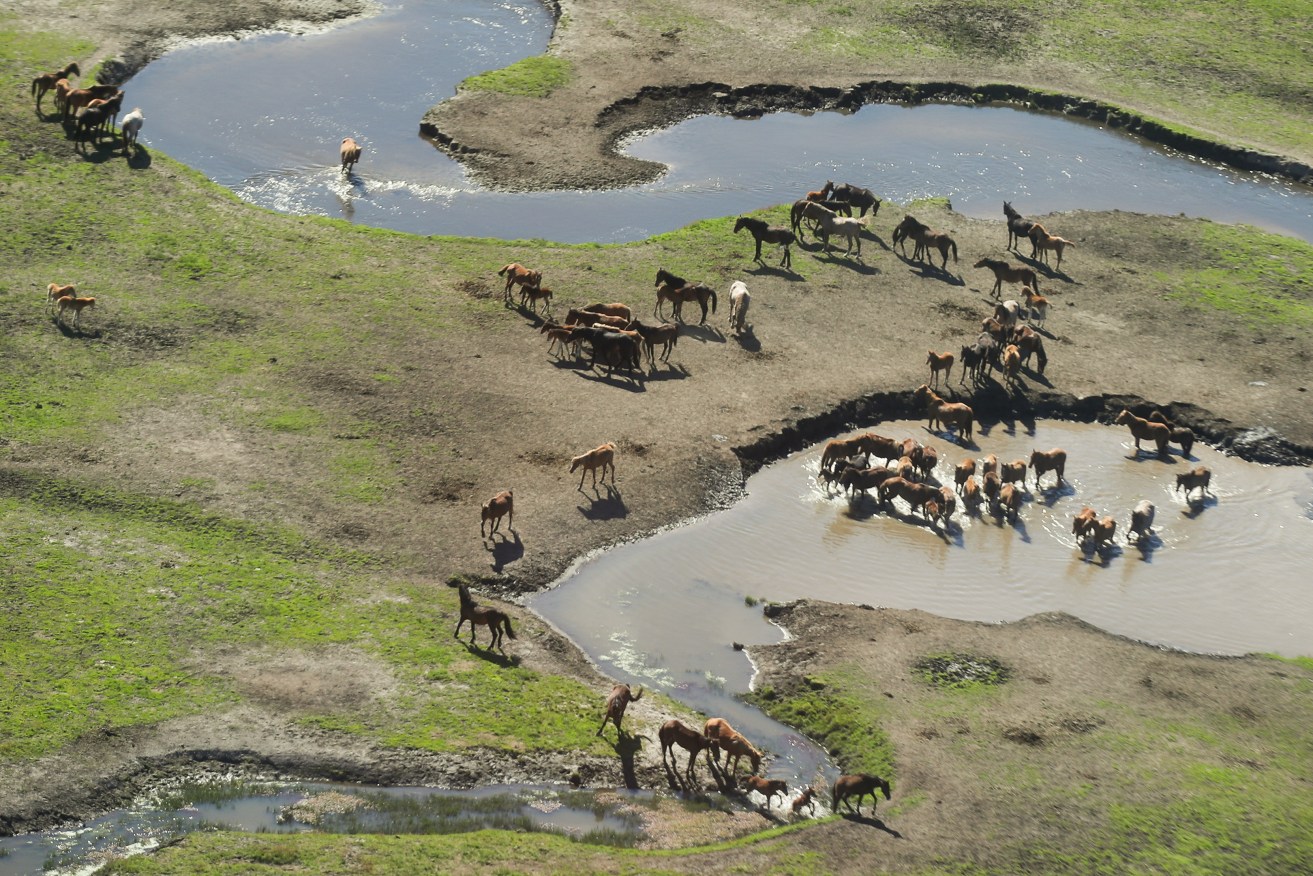 Feral horses also known as brumbies seen in the Kosciuszko National Park near Tantangara.