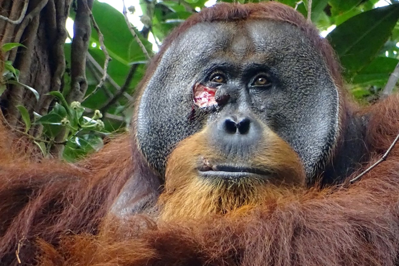 Rakus the orang-utan apparently used plant-based medicine to heal this deep wound on his face.