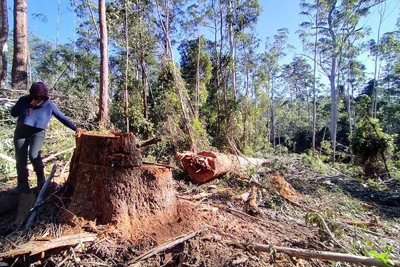Trees were illegally felled in the Wild Cattle Creek State Forest.