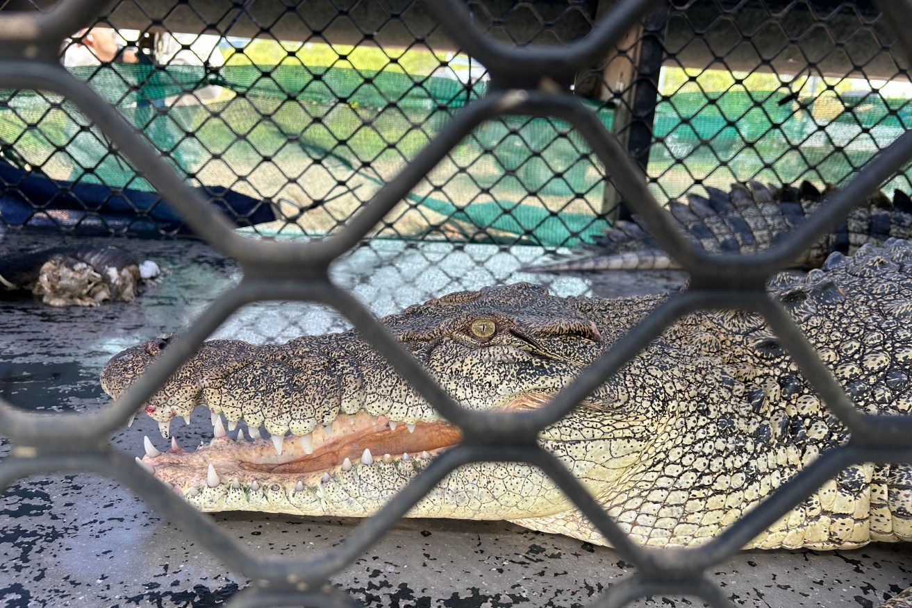 A second big croc was removed from Central Queensland this week.
