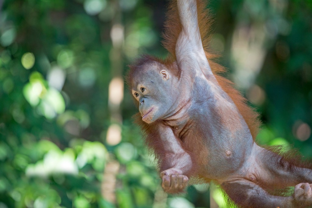 Asie, Malaysie, Bornéo, Sabah, Sandakan, Centre de réhabilitation de Sépilok, Orang outan de Bornéo (Pongo pygmaeus morio), jeune animal dans son nid ou à coté de son nid. (Photo by Sylvain CORDIER/Gamma-Rapho via Getty Images)