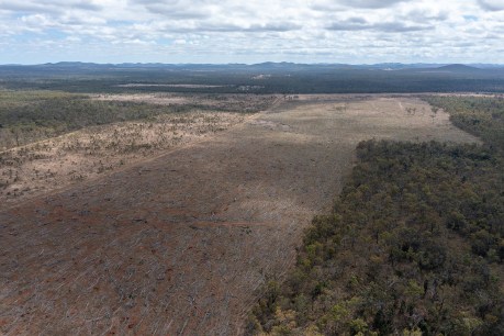 Hungry Jack’s, McDonald’s, Coles fail on deforestation: Greenpeace