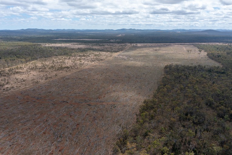 Query over McDonald’s, Coles on deforestation 