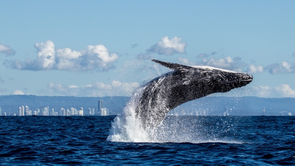 Whale watching Queensland