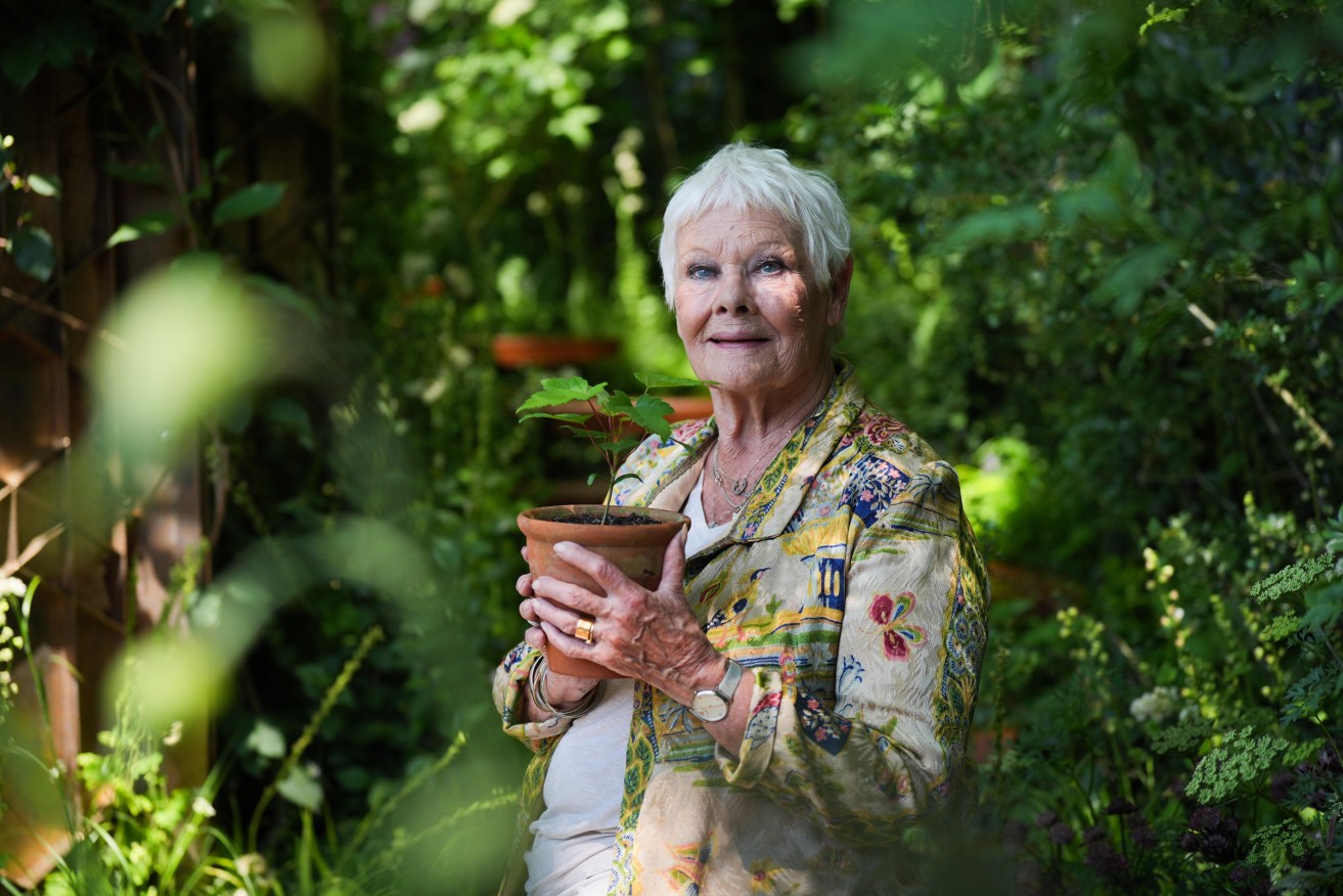 Dame Judi Dench at the Chelsea Flower Show, with her gift of a seedling from the fallen Sycamore Gap tree.