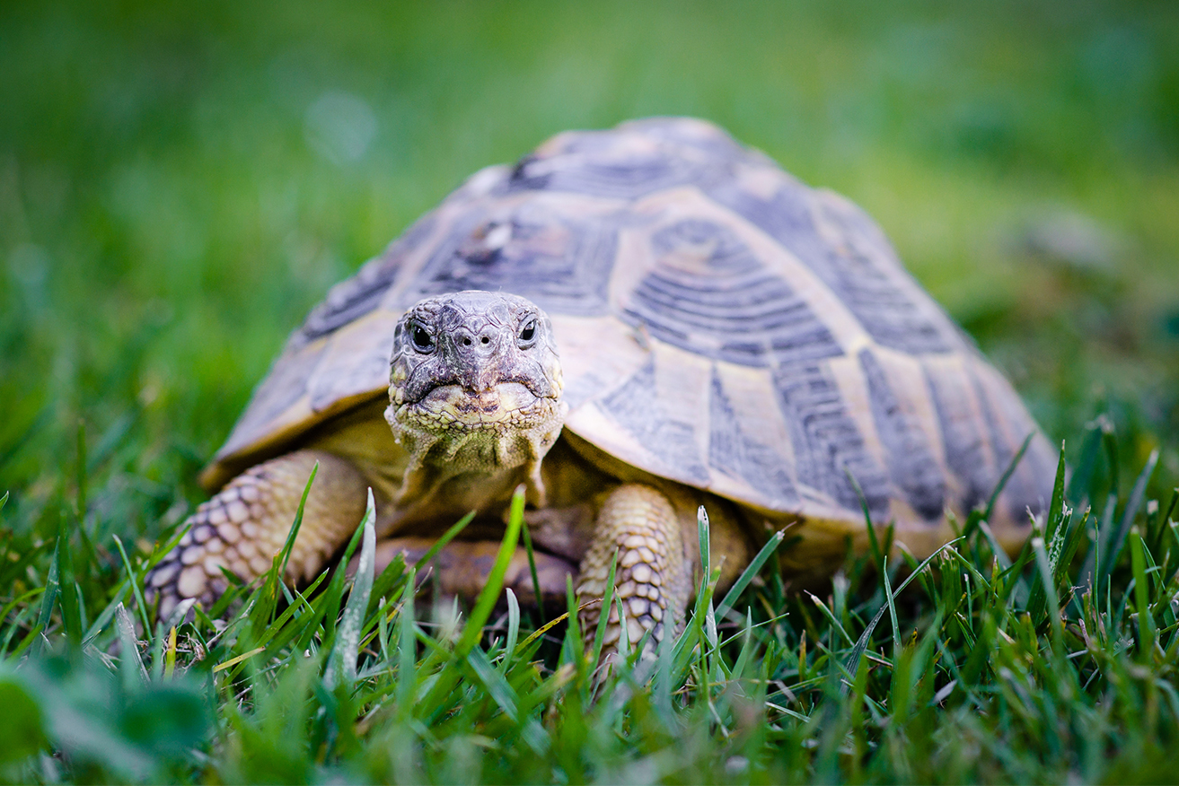 When it comes to tax, you want to be a tortoise, a leading expert says.