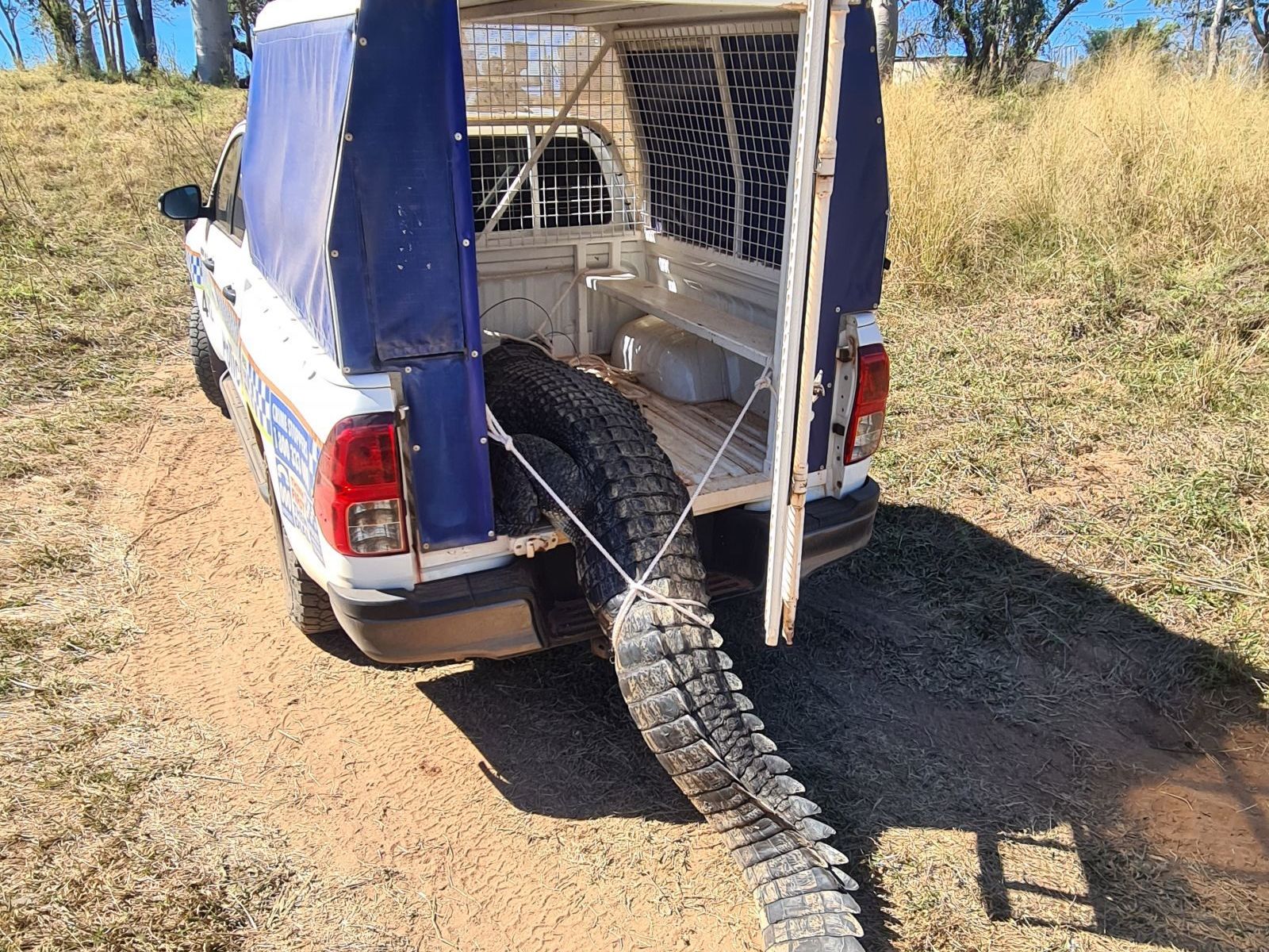 Pet-eating monster croc goes from paddock to plate - Vimarsana News