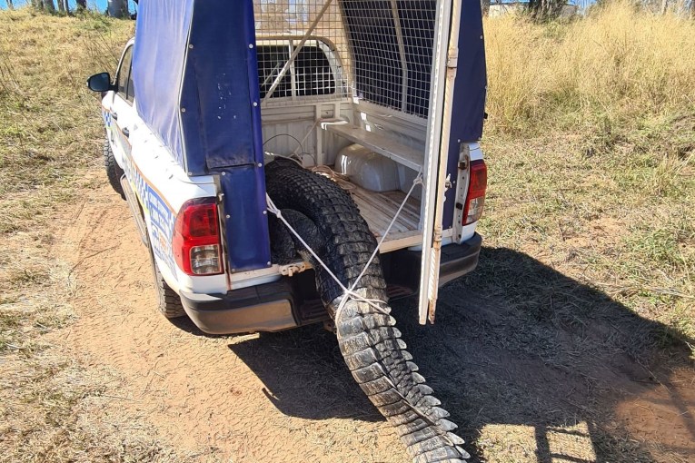 Pet-eating monster croc goes from paddock to plate