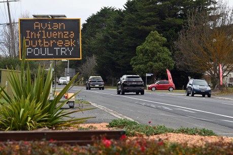 Experts struggle to crack mystery bird flu outbreak