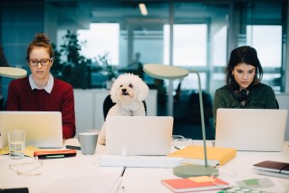 Office gone to the dogs? It might be good for you