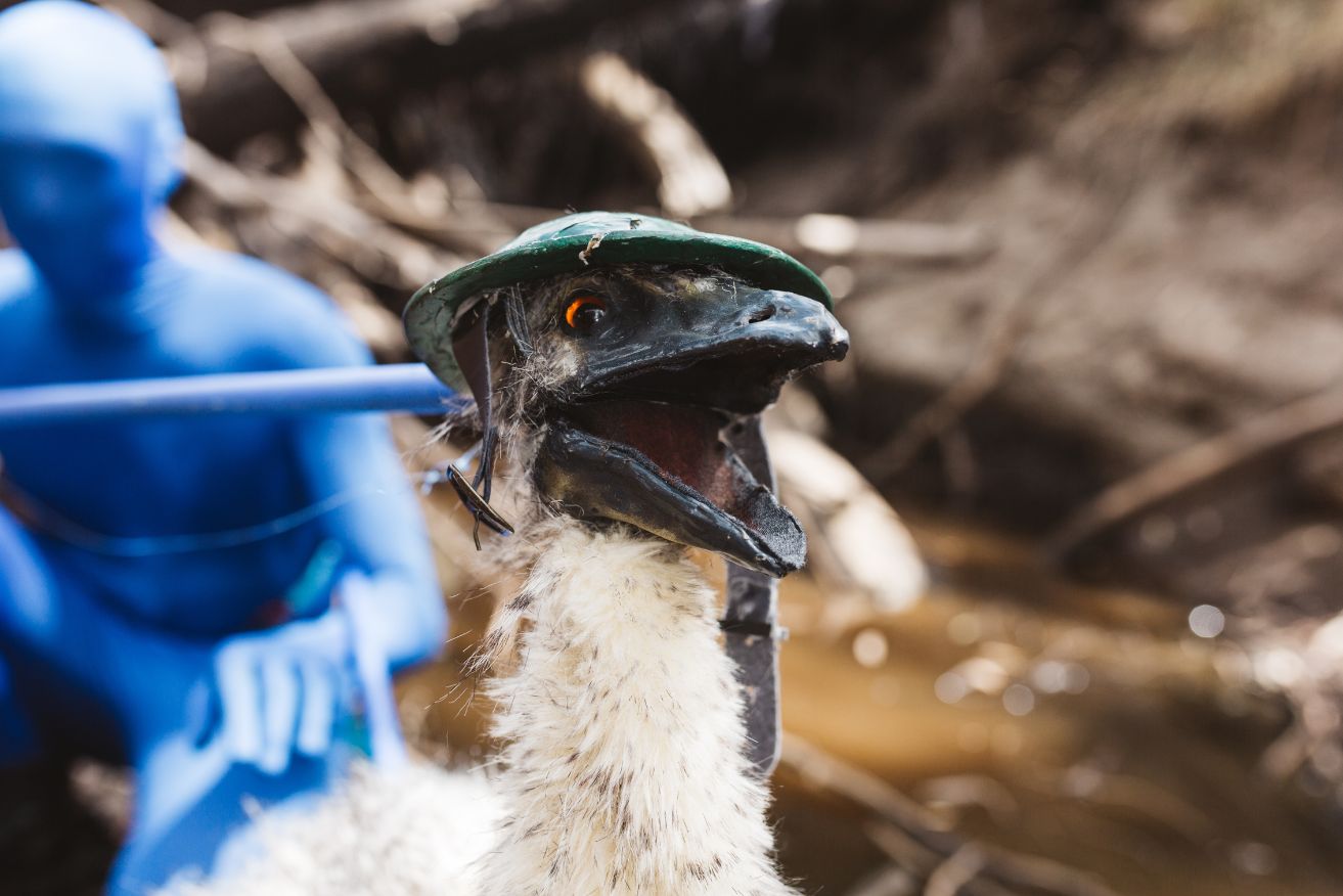<i>The Emu War</i> tells the great Australian story with plenty of inaccuracies.