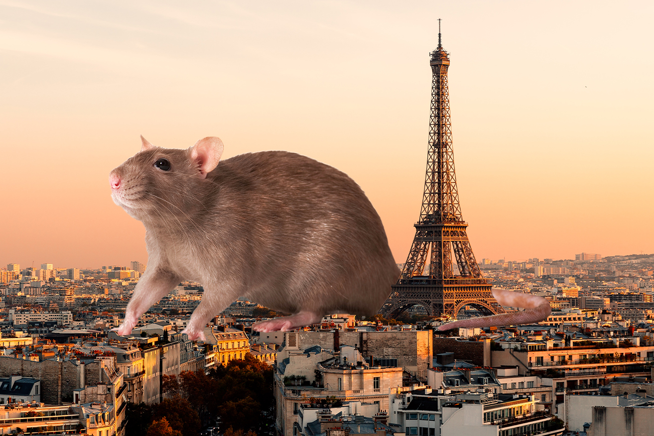 Paris doesn't want visitors to be scared off by rats.