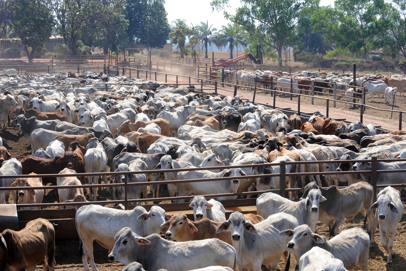 The agricultural industry is one of the main producers of methane gas in Australia.