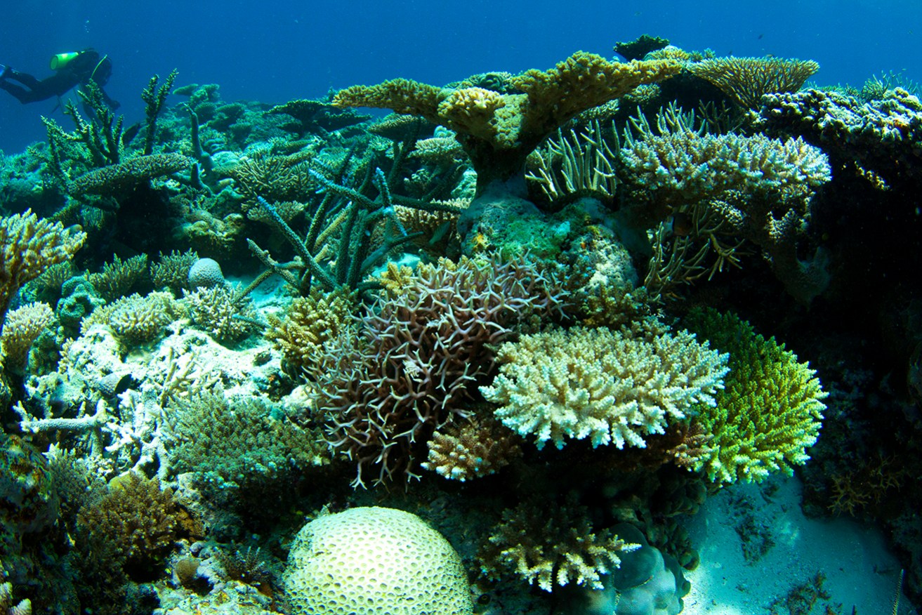Scott Reef is close to Browse Basin, which is a major component in Woodside's Burrup Hub project.
