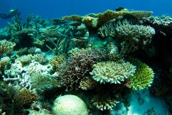 Woodside must respect ‘climate bomb’ decision