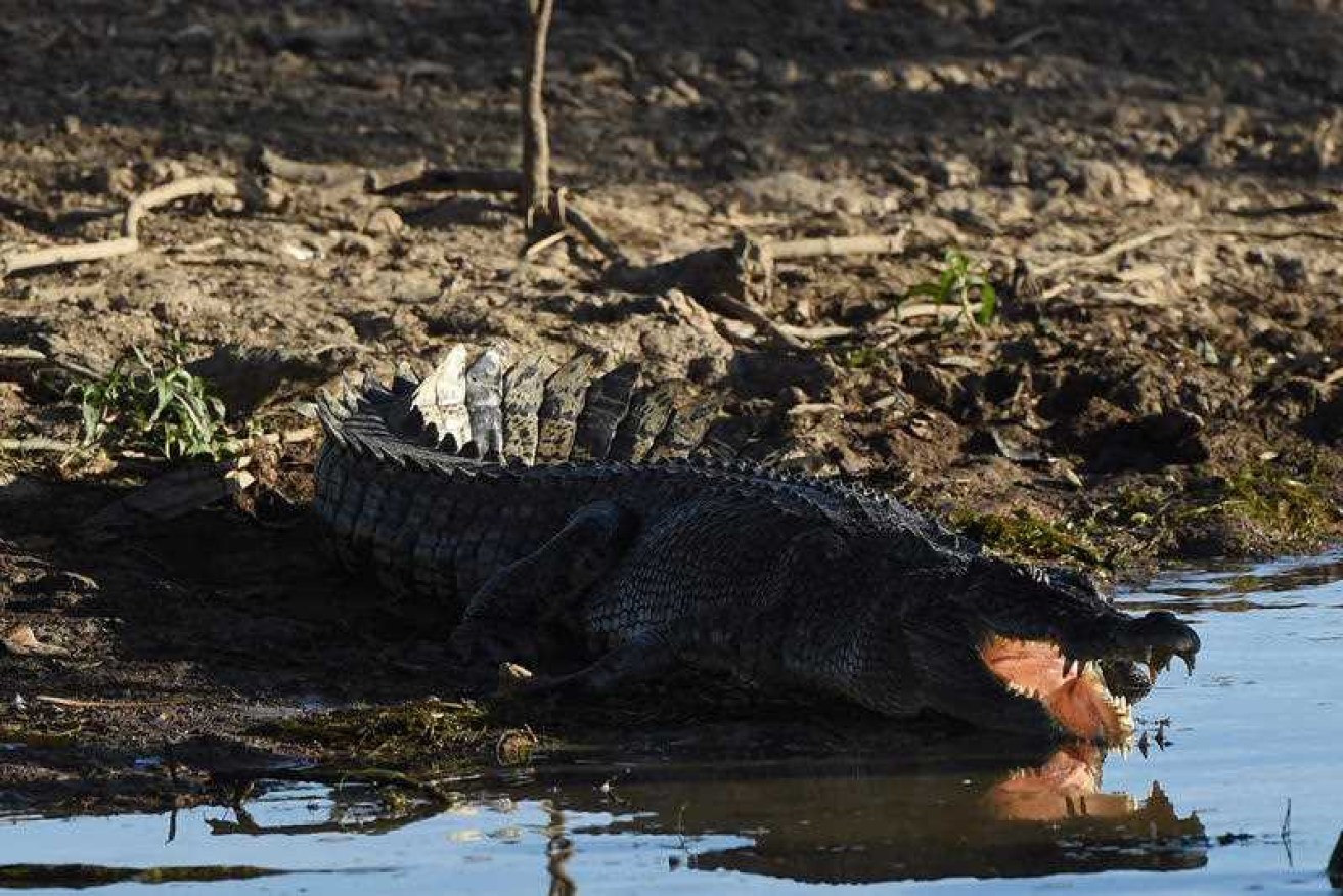 A crocodile believed to have taken a man in far north Queensland has been has been killed.
