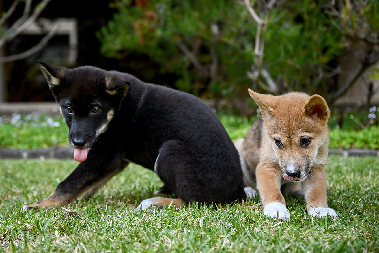 Dingoes are known to kill livestock and it is legal to exterminate them in most states.