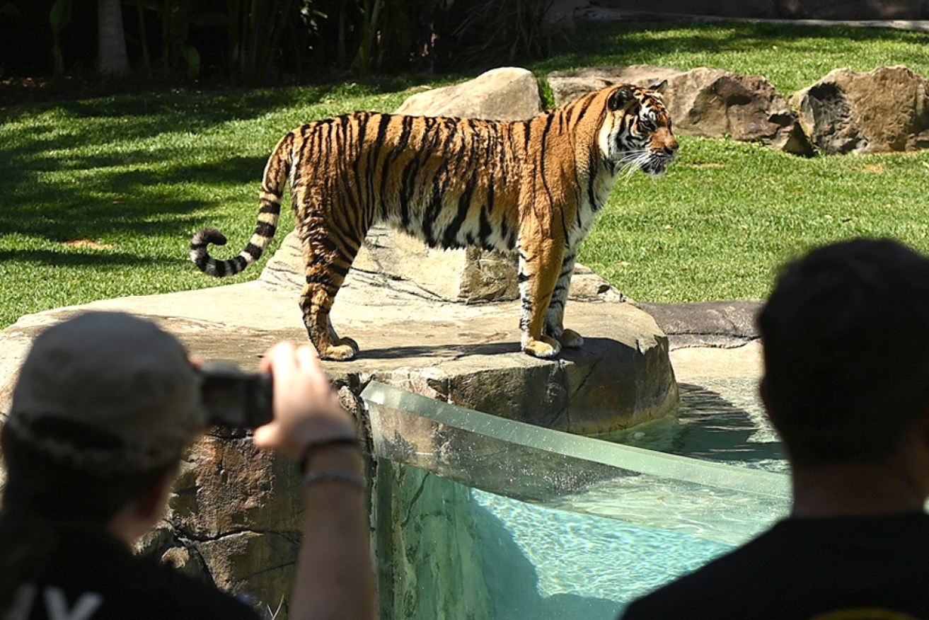 Dreamworld's nine tigers are a major drawcard for visitors to the theme park.