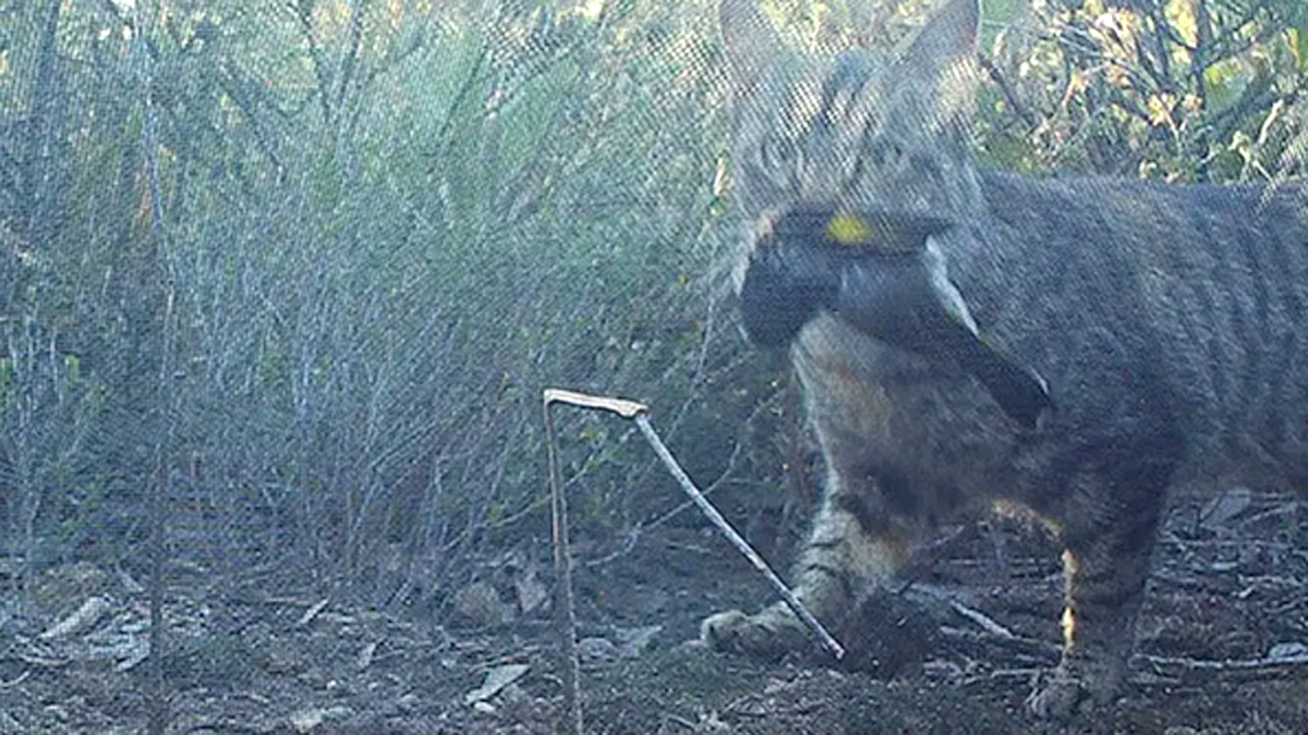 feral cats australia