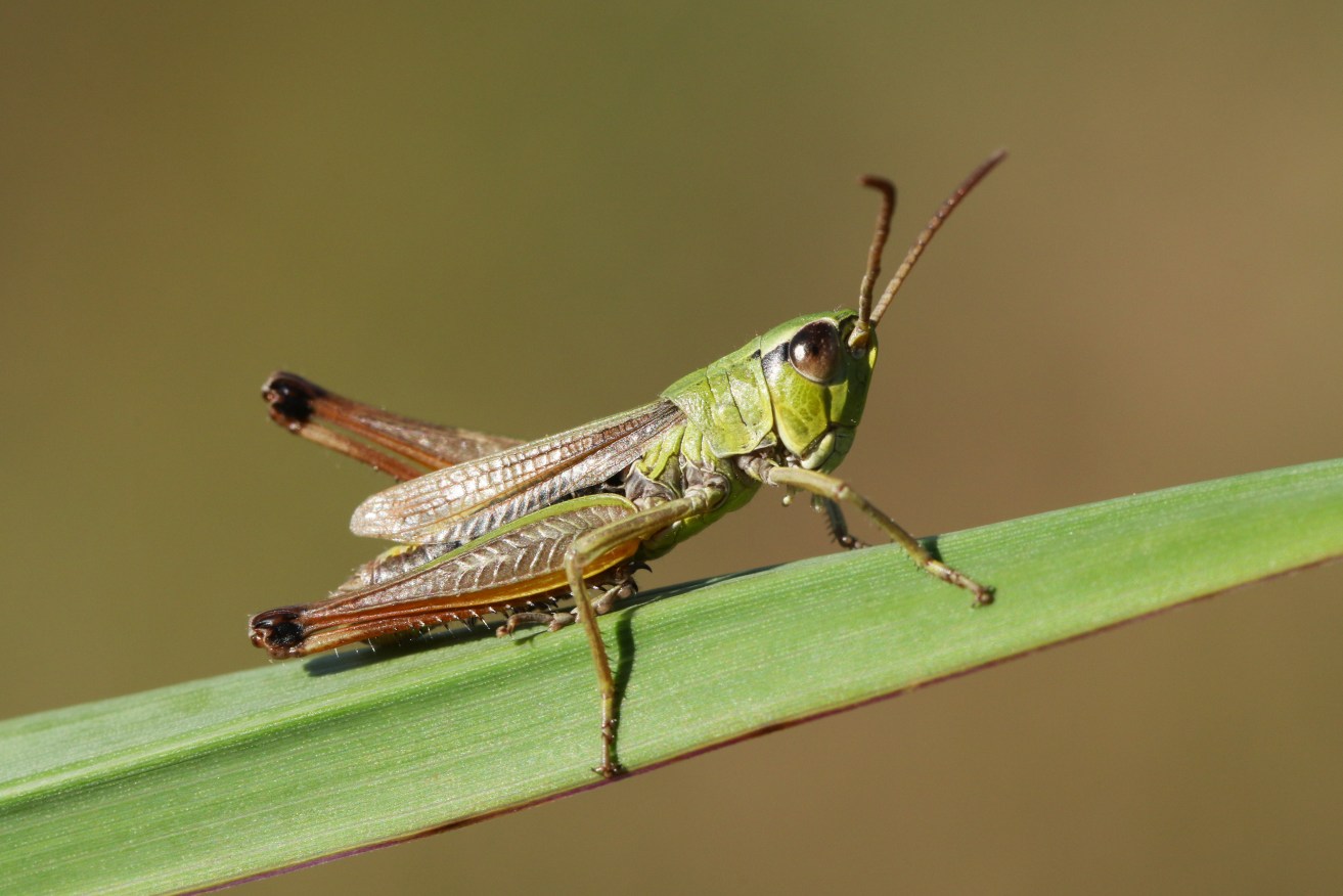 Grasshoppers aren't wildly attractive, but they can put you in the mood for woo.