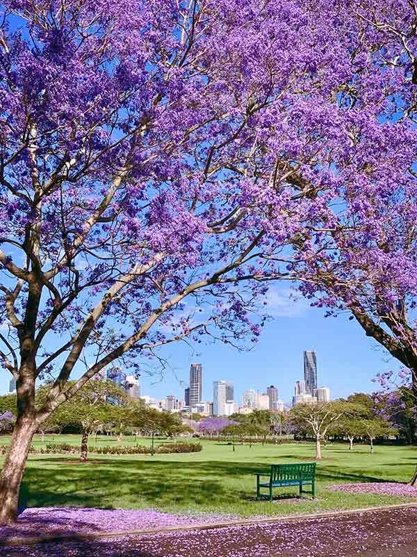 jacaranda