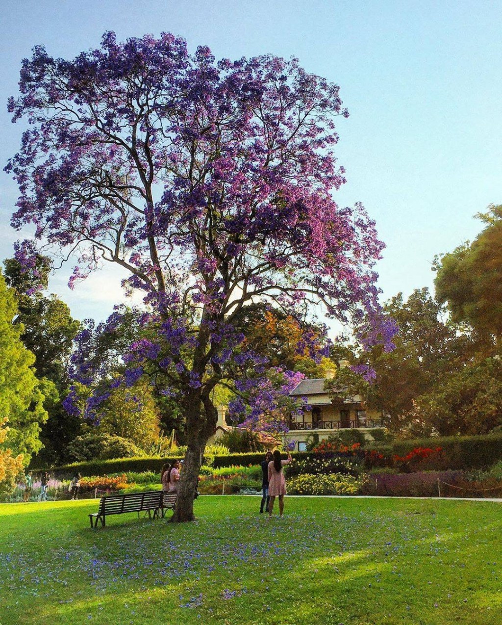 Jacaranda
