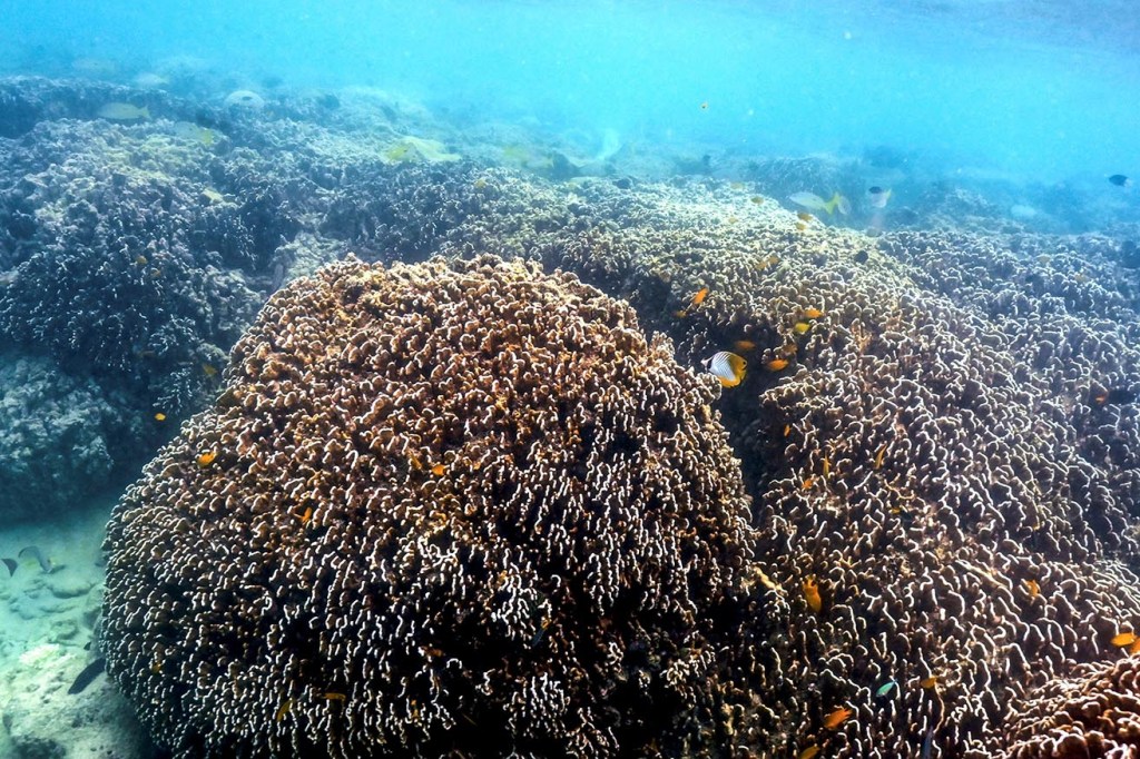 coral dead