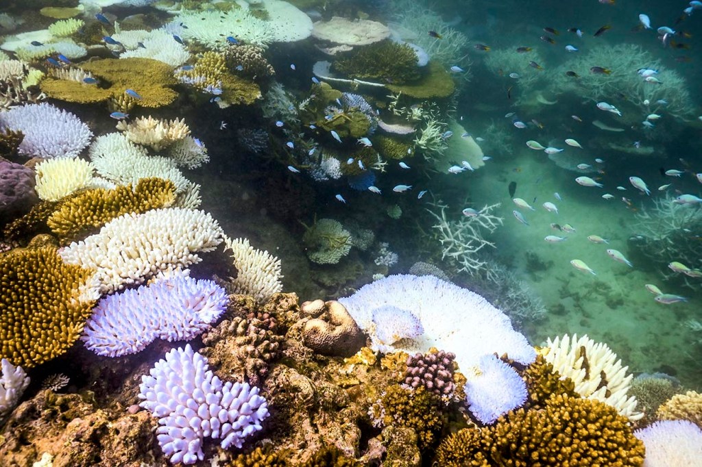 coral reef Getty