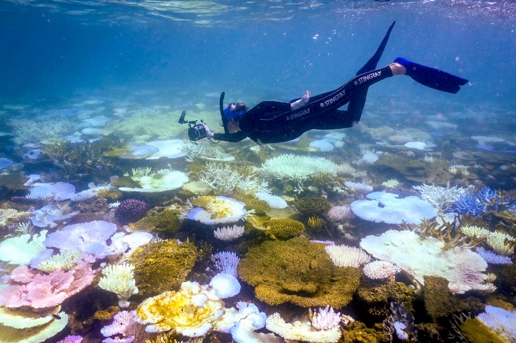 dead coral