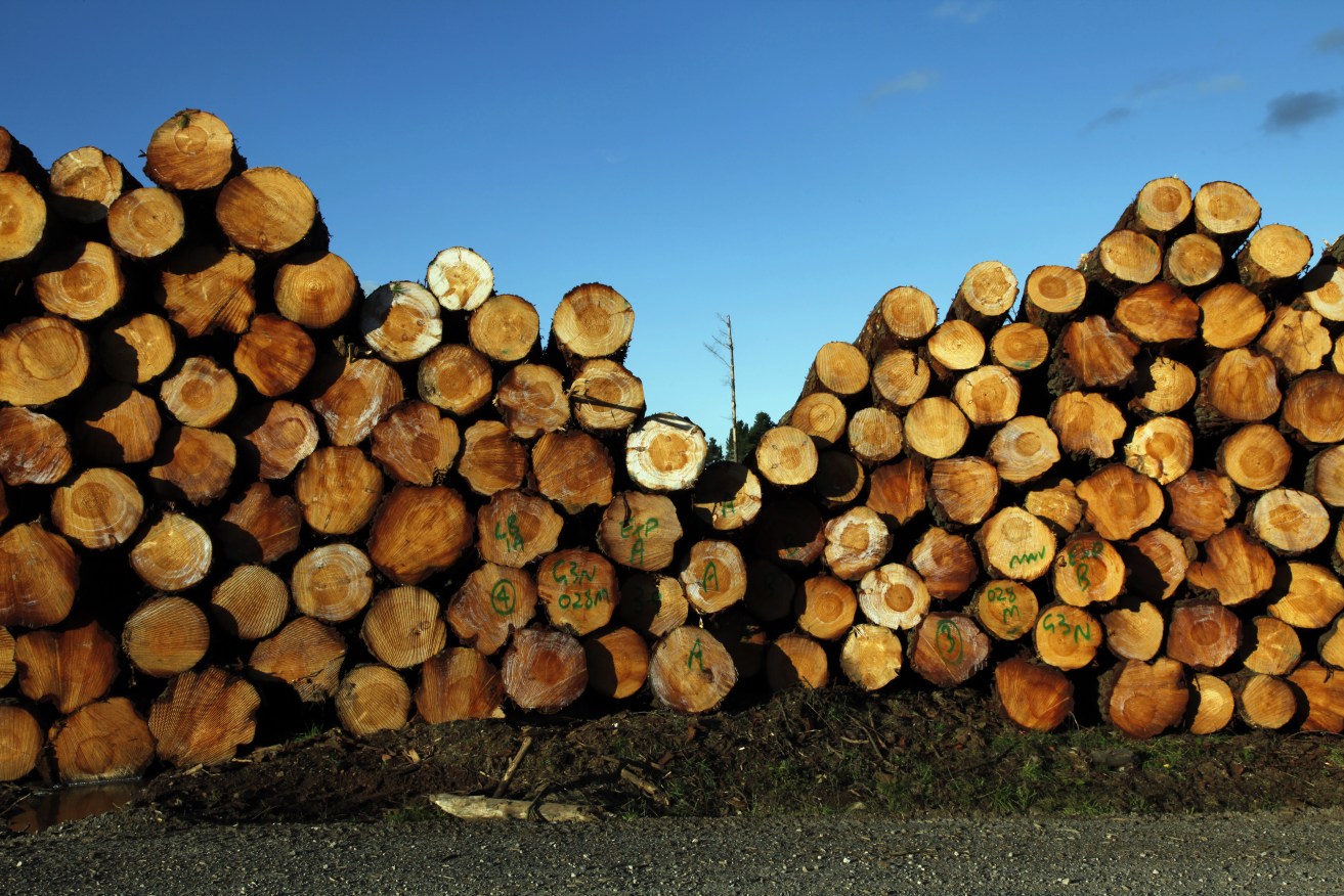 The NSW government is under pressure over the environmental impact of its own logging business.