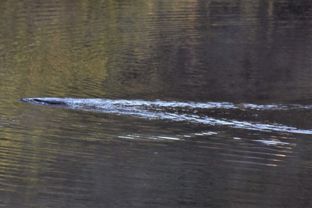 Platypus