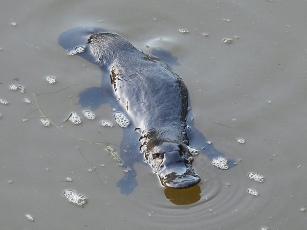 Platypus