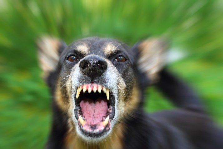 Weapon to help posties fend off vicious dogs