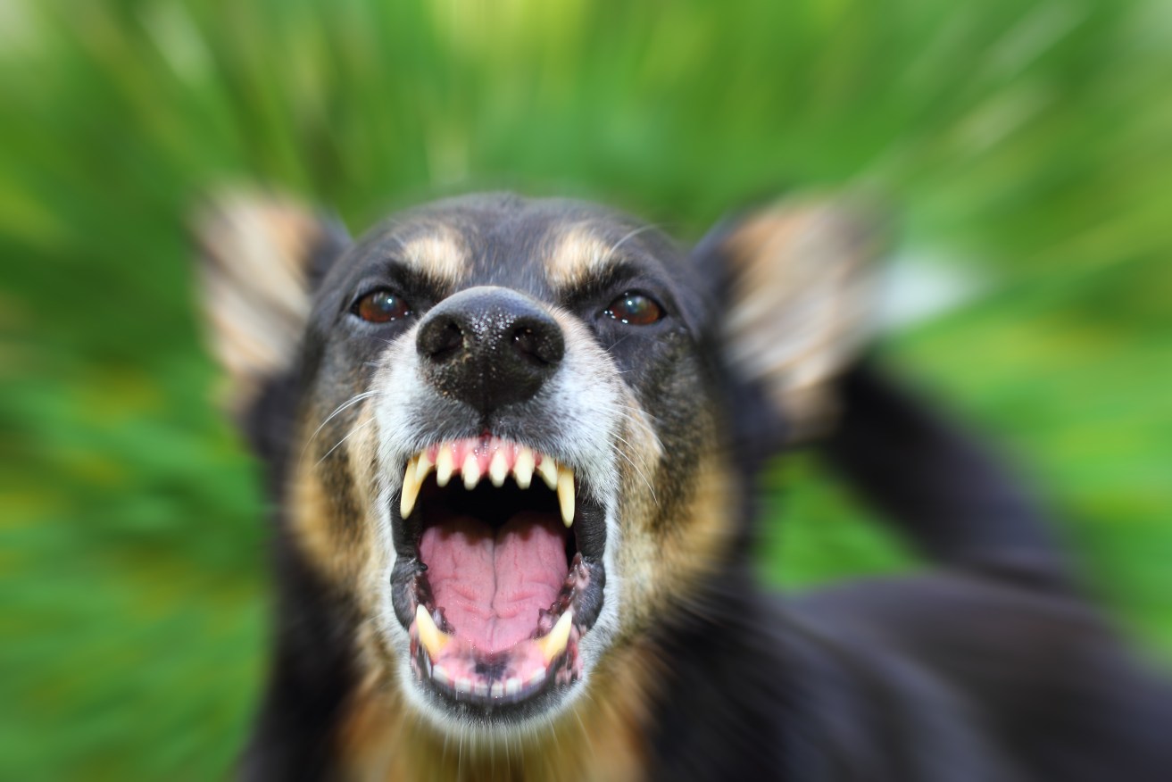 Postal workers will be equipped with a new defence against aggressive dogs after a rise in attacks.