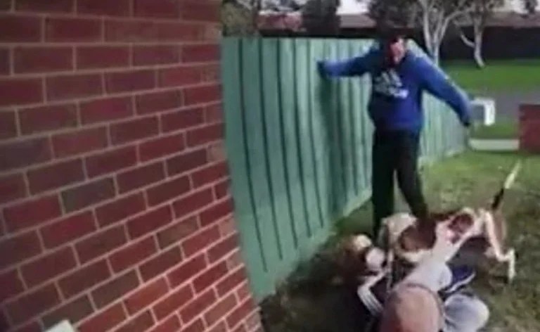 dog attack