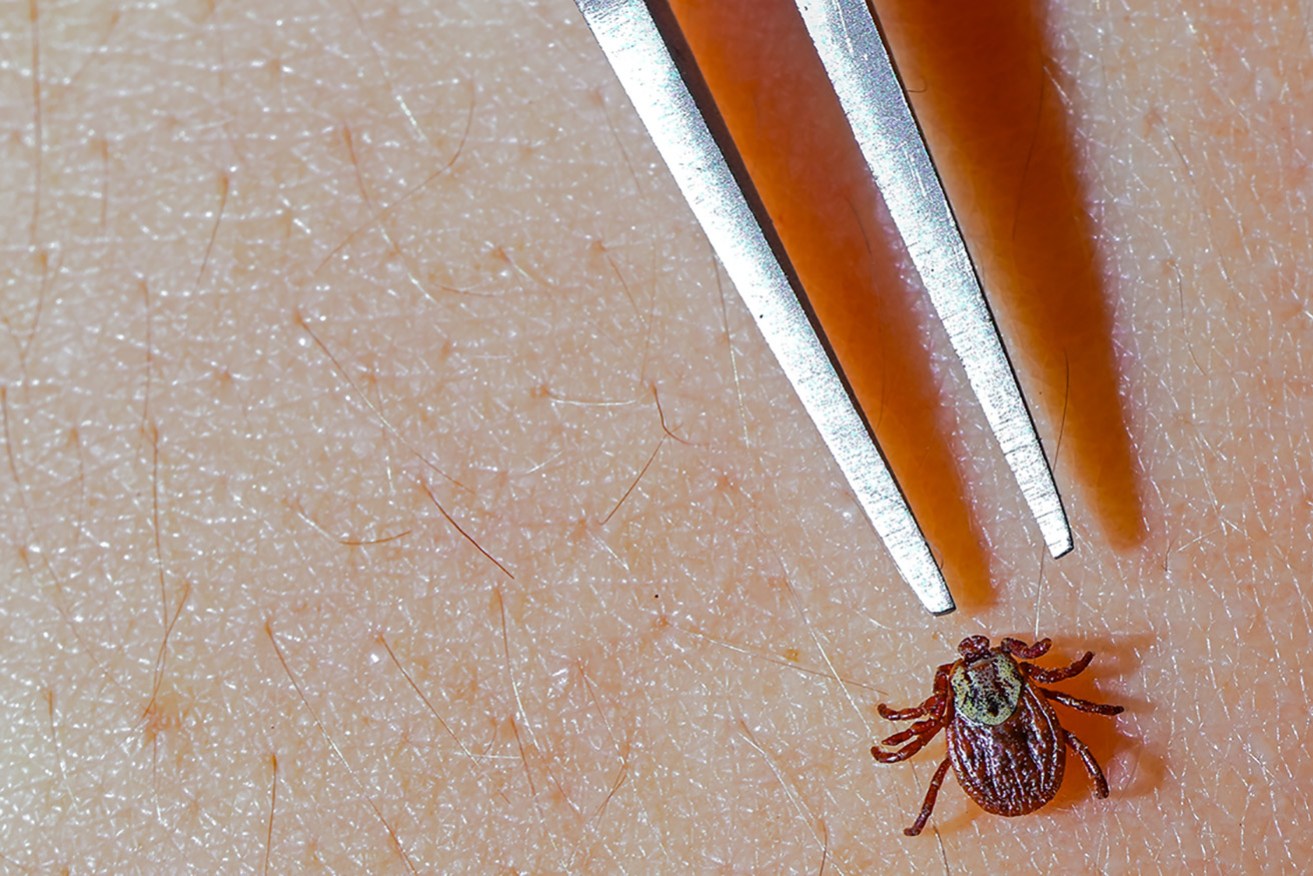 Tick season begins in spring and blooms in summer.