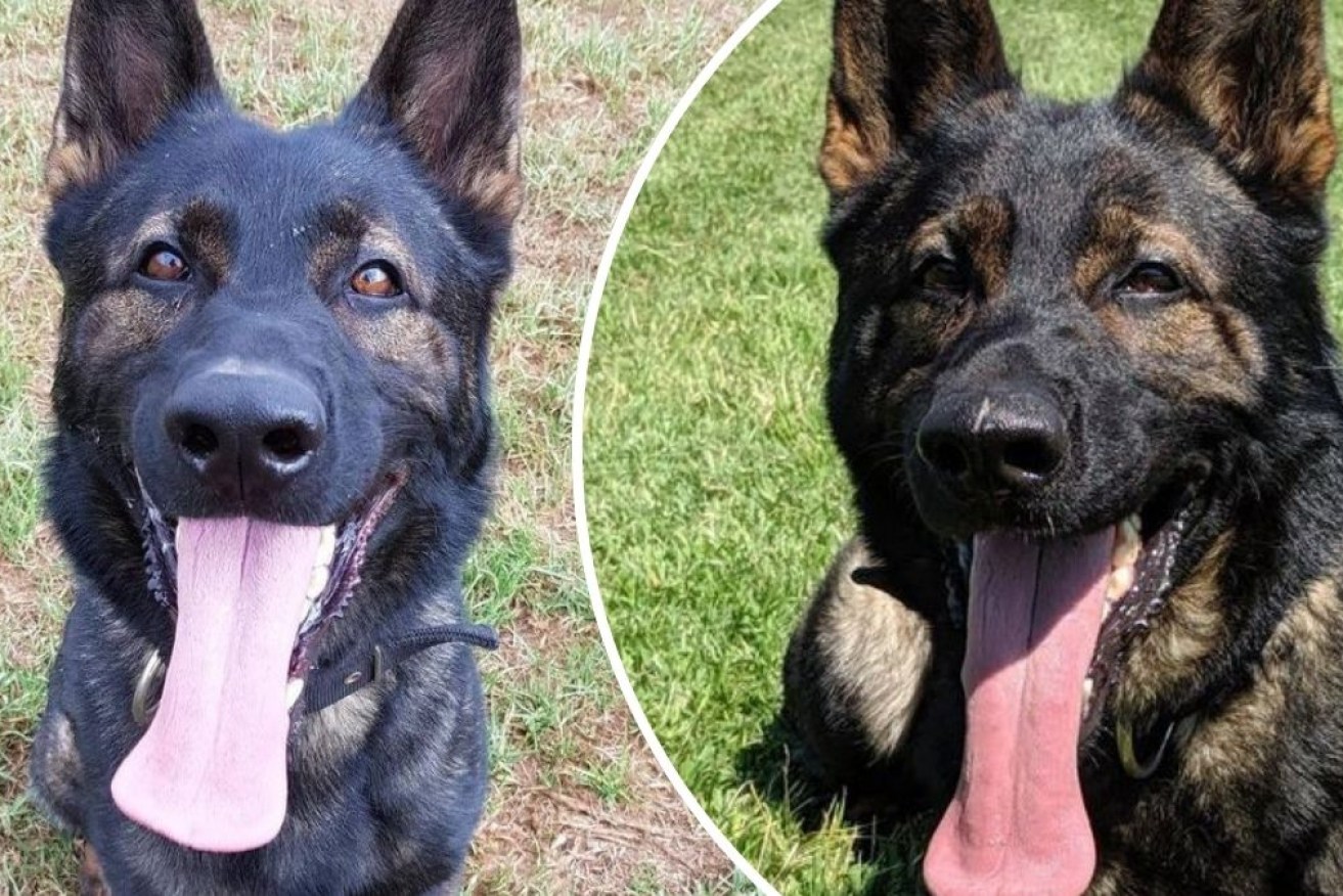 Police dogs Xtra and Soldier died when the air-conditioning failed in a police vehicle.