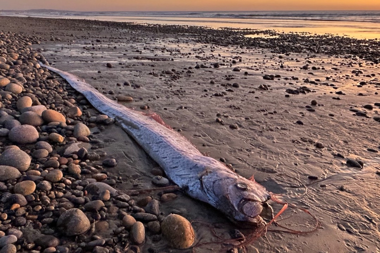 Out Of The Depths, Three Rare ‘doomsday Fish’ Wash Up In California