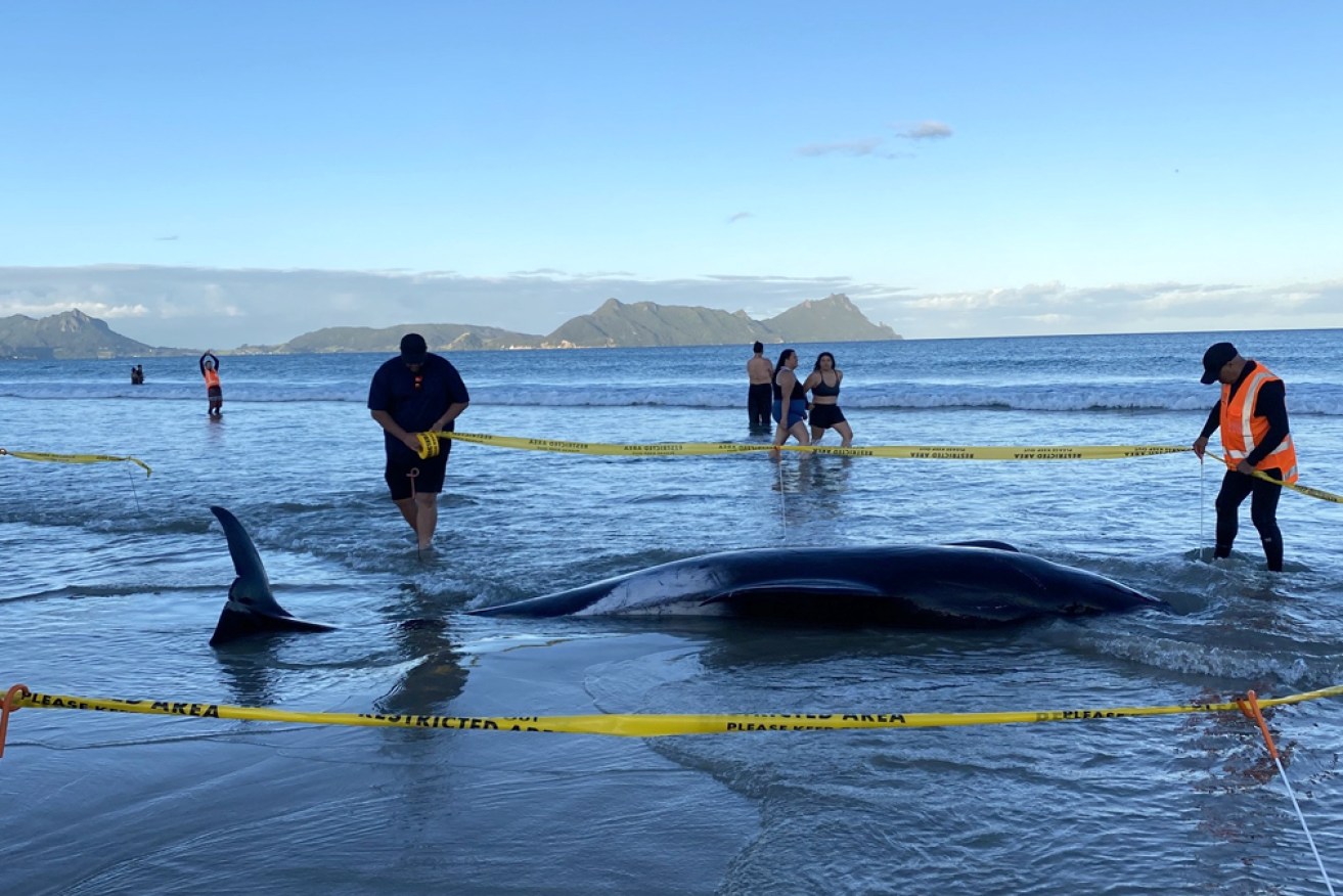 The whales stranded on a beach in northern New Zealand on Sunday.