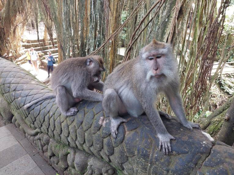 Bali Ubud Monkey Forest 