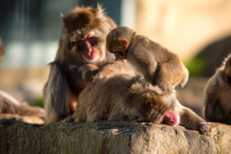 Long goodbye for beloved Tas monkey troop amid health fears
