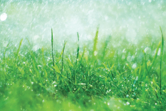 Easy ways to summer-proof your garden
