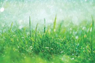 Easy ways to summer-proof your garden
